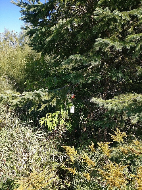 Right click and select view image